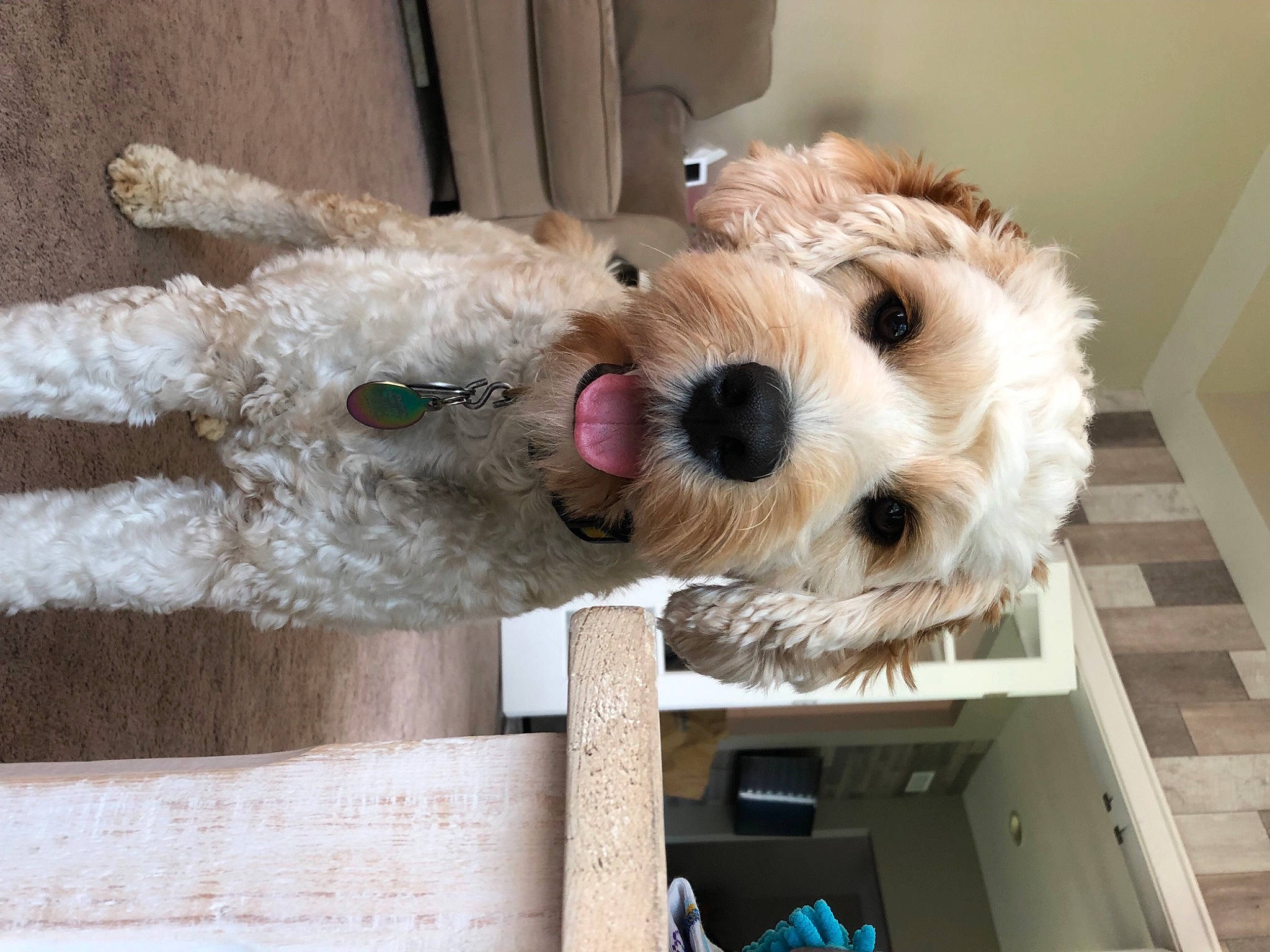 Scout is registered to the contest to win money with this photo: canidae, carnivore, collar, companion_dog, dog, dog_breed, dog_supply, fawn, fur, lakeland_terrier, pet_supply, small_terrier, snout, sporting_group, stuffed_toy, terrier, toy, wire_hair_fox_terrier, wood, working_animal