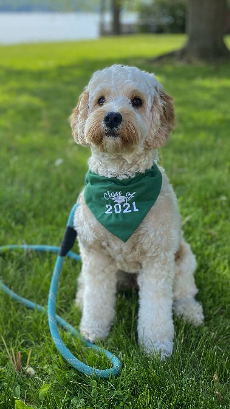 Scout joined the competition — help win amazing prizes! canidae, carnivore, collar, companion_dog, dog, dog_breed, dog_clothes, dog_collar, dog_supply, fawn, grass, leash, plant, snout, sporting_group, sunglasses, terrier, toy_dog, water_dog, working_animal