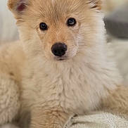 Bianca a rejoint le concours — aidez-le/la à gagner de superbes lots ! puppy, dog, fluffy, cute, pet, animal, young, fur, indoors, blanket, soft, resting, looking, face, ears, nose, paw, comfort, cozy, adorable