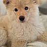 adorable, animal, blanket, comfort, cozy, cute, dog, ears, face, fluffy, fur, indoors, looking, nose, paw, pet, puppy, resting, soft, young
