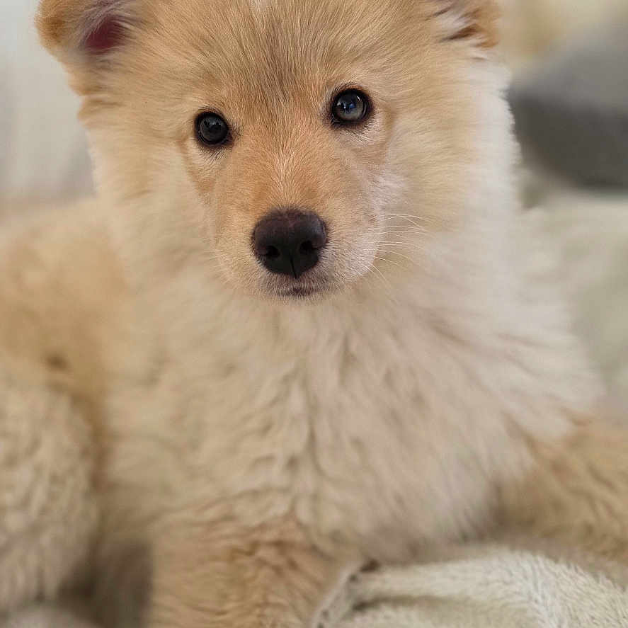 Bianca a rejoint le concours — aidez-le/la à gagner de superbes lots ! puppy, dog, fluffy, cute, pet, animal, young, fur, indoors, blanket, soft, resting, looking, face, ears, nose, paw, comfort, cozy, adorable