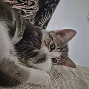 Niokko participe au concours pour gagner de l'argent avec cette photo : kitten, cat, pet, couch, indoor, feline, curious, resting, cozy, closeup, animal, fur, whiskers, ears, eyes, home, texture, pattern, background, relaxed