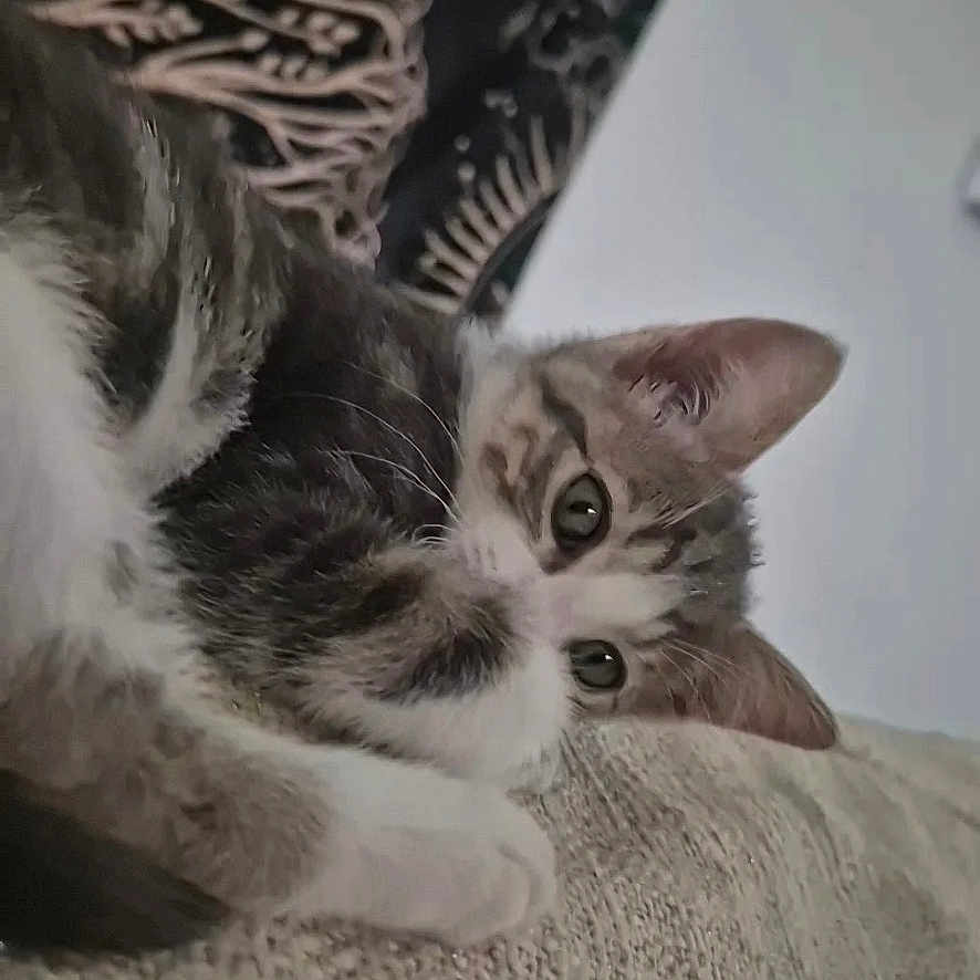 Niokko participe au concours pour gagner de l'argent avec cette photo : animal, background, cat, closeup, couch, cozy, curious, ears, eyes, feline, fur, home, indoor, kitten, pattern, pet, relaxed, resting, texture, whiskers