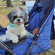 Little Lucy is registered to the contest to win money with this photo: animal, blue, bow, canine, cute, daytime, dog, fur, grass, happy, leisure, nature, outdoor, park, pet, small_dog, smiling, stroller, sunny, tree