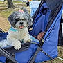 animal, blue, bow, canine, cute, daytime, dog, fur, grass, happy, leisure, nature, outdoor, park, pet, small_dog, smiling, stroller, sunny, tree