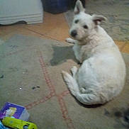 Cracker joined the competition — help win amazing prizes! dog, white_dog, carpet, indoor, toy_car, box, pet, floor, animal, curious, looking_back, blurry, household, domestic, mammal, furniture, relaxed, companion, cute, laying_down