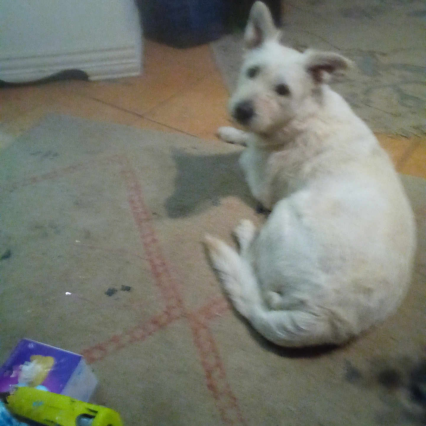 Cracker joined the competition — help win amazing prizes! dog, white_dog, carpet, indoor, toy_car, box, pet, floor, animal, curious, looking_back, blurry, household, domestic, mammal, furniture, relaxed, companion, cute, laying_down