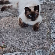 Saphir a rejoint le concours — aidez-le/la à gagner de superbes lots ! cat, siamese_cat, animal, pet, blue_eyes, fur, whiskers, outdoor, stone_pavement, texture, resting, mammal, laying_down, close_up, nature, wildlife, quiet, calm, alert, cute