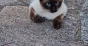 Saphir a rejoint le concours — aidez-le/la à gagner de superbes lots ! alert, animal, blue_eyes, calm, cat, close_up, cute, fur, laying_down, mammal, nature, outdoor, pet, quiet, resting, siamese_cat, stone_pavement, texture, whiskers, wildlife