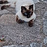 cat, siamese_cat, animal, pet, blue_eyes, fur, whiskers, outdoor, stone_pavement, texture, resting, mammal, laying_down, close_up, nature, wildlife, quiet, calm, alert, cute
