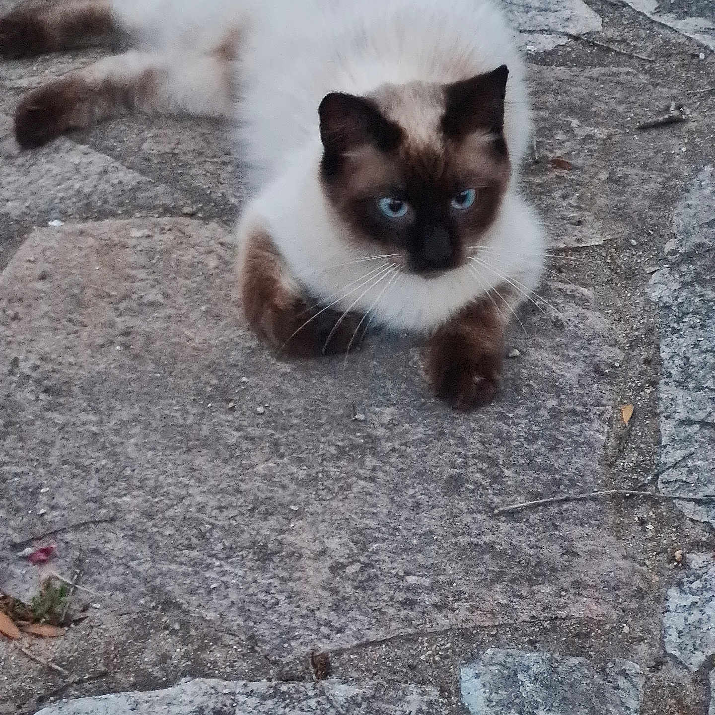 Saphir