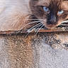 Saphir a rejoint le concours — aidez-le/la à gagner de superbes lots ! animal, blue_eyes, cat, close_up, concrete, curious, daylight, feline, fur, greenery, ledge, mammal, nature, outdoor, pet, portrait, relaxed, resting, siamese_cat, whiskers