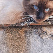 Saphir participe au concours pour gagner de l'argent avec cette photo : animal, blue_eyes, cat, closeup, concrete, cute, daylight, feline, fur, greenery, ledge, mammal, nature, outdoor, pet, portrait, relaxed, resting, siamese_cat, whiskers