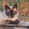 Saphir a rejoint le concours — aidez-le/la à gagner de superbes lots ! animal, blue_eyes, calm, cat, close_up, daylight, fence, fur, greenery, lying_down, mammal, nature, outdoor, pet, portrait, relaxed, siamese_cat, stone_ledge, whiskers, wildlife
