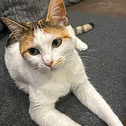Câline a rejoint le concours — aidez-le/la à gagner de superbes lots ! animal, calico_cat, cat, closeup, curious, cushion, cute, domestic_cat, ears, feline, fur, green_eyes, indoor, lying_down, pet, relaxed, sofa, soft_surface, tail, whiskers