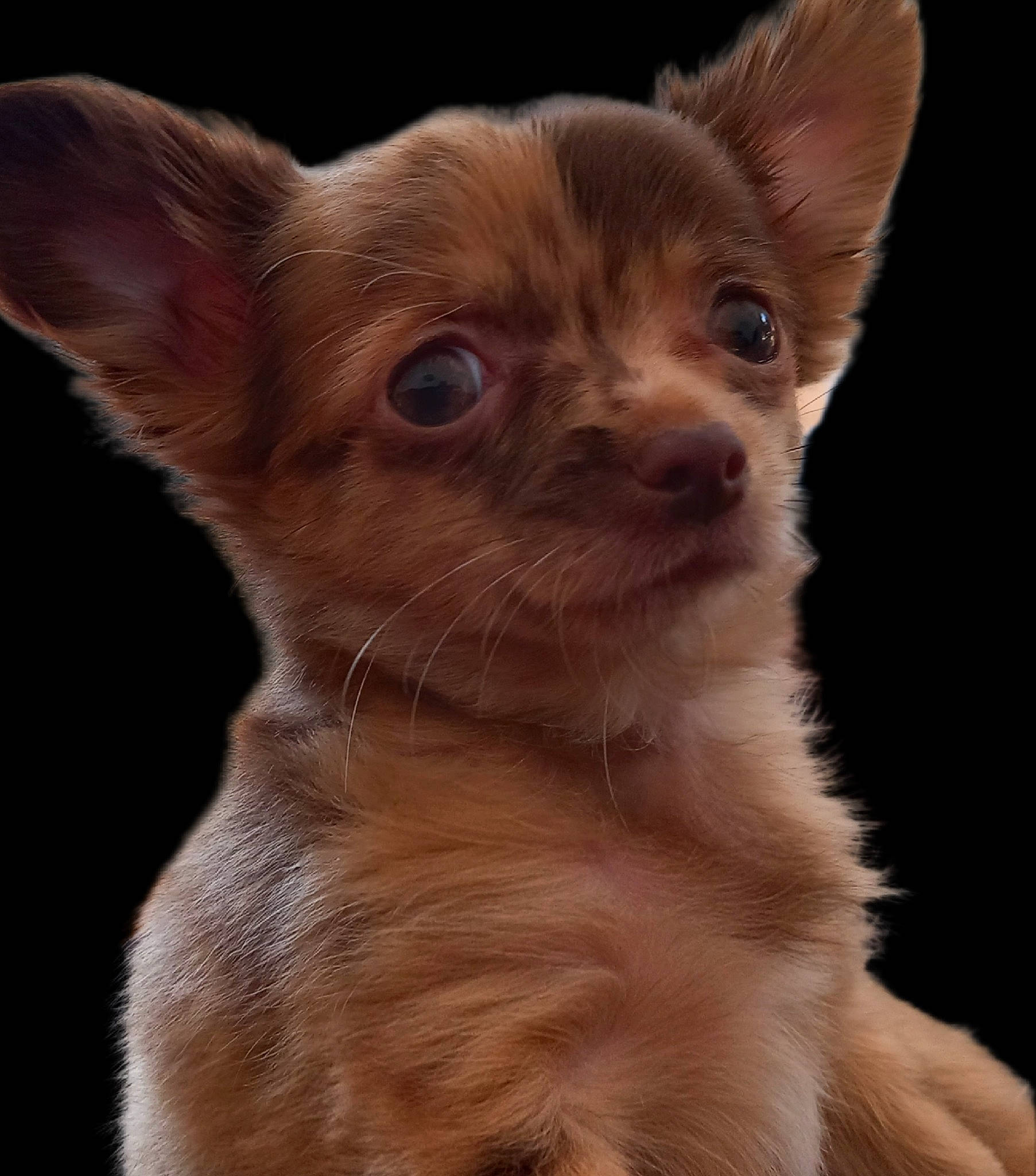 Tennessee a rejoint le concours — aidez-le/la à gagner de superbes lots ! carnivore, close_up, companion_dog, dog, dog_breed, fawn, fur, iris, snout, terrestrial_animal, toy_dog, whiskers, wildlife