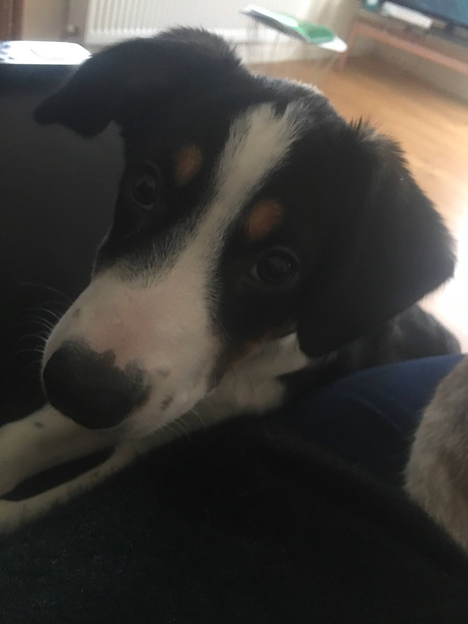 Pépite participe au concours pour gagner de l'argent avec cette photo : appenzeller_sennenhund, bernese_mountain_dog, border_collie, canidae, carnivore, dog, dog_breed, entlebucher_mountain_dog, huntaway, mammal, nose, smooth_fox_terrier, snout, vertebrate, working_dog