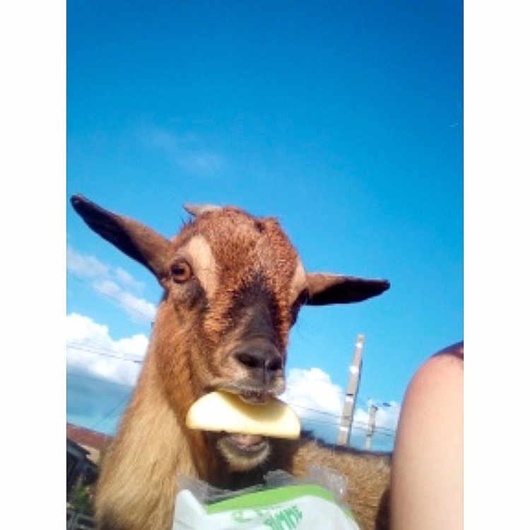 Naya participe au concours pour gagner de l'argent avec cette photo : cow_goat_family, ear, fawn, goat, goat_antelope, goats, horn, livestock, nose, photography, selfie, smile, snout, wildlife