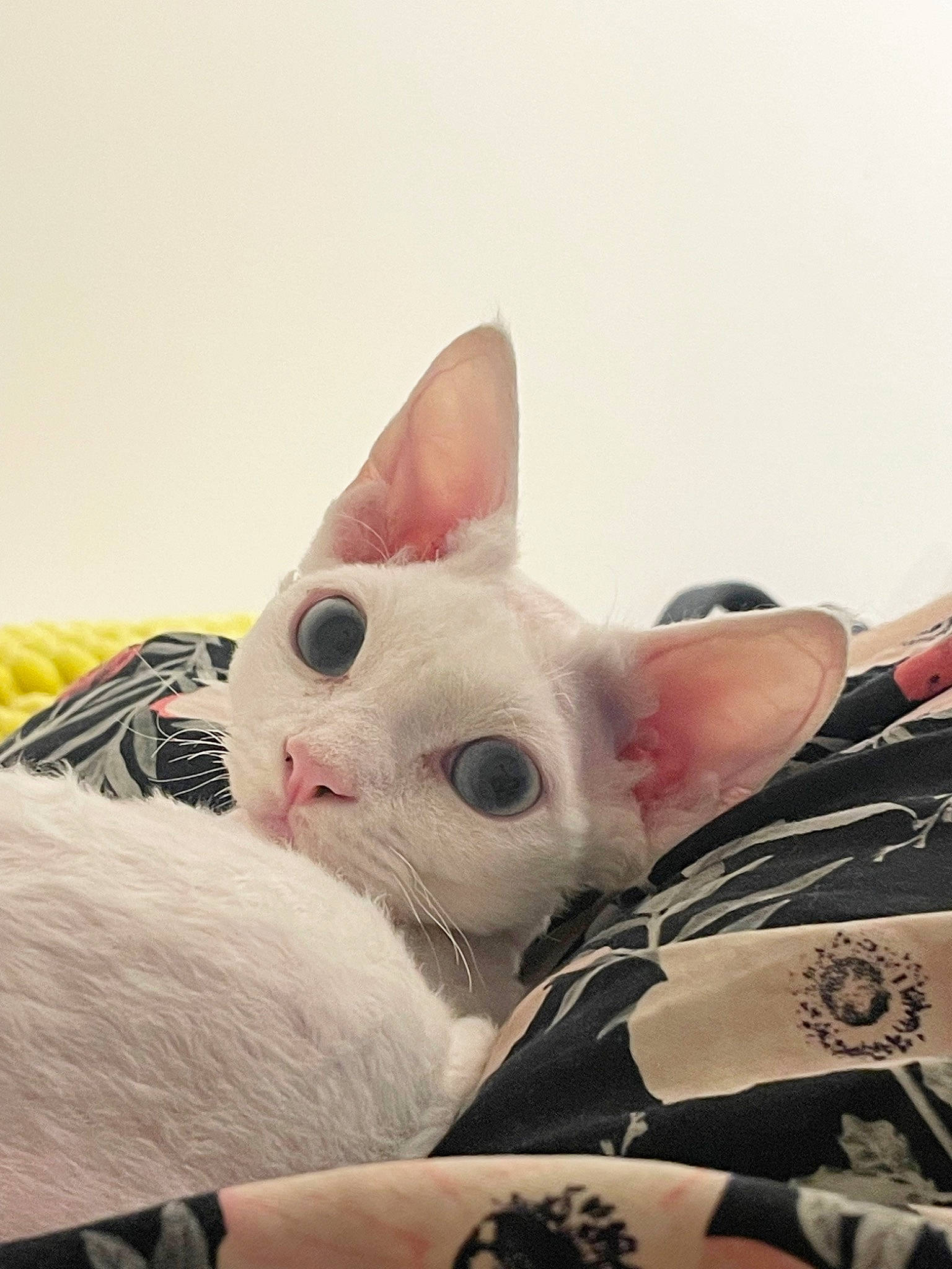 Sparkle joined the competition — help win amazing prizes! carmine, carnivore, cat, comfort, cone, domestic_short_haired_cat, ear, eye, eyelash, fawn, felidae, fur, nail, pattern, paw, small_to_medium_sized_cats, snout, tail, whiskers