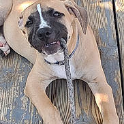 Kilo' is registered to the contest to win money with this photo: puppy, dog, rope, wooden_deck, playful, chewing, outdoor, pet, young_dog, tan_fur, black_mask, collar, sunlight, shadow, cute, animal, canine, relaxed, lying_down, tongue