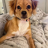 Penny is registered to the contest to win money with this photo: animal, bedroom, blanket, brown, collar, companion, cozy, cute, dog, ears, face, fur, indoor, looking, pet, puppy, relaxed, resting, soft, white