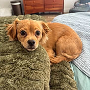 Penny is registered to the contest to win money with this photo: dog, pet, brown_dog, small_dog, blanket, bed, furniture, indoor, cozy, curled_up, looking_at_camera, fur, ears, snout, tail, wooden_dresser, home, comfort, relaxed, cute