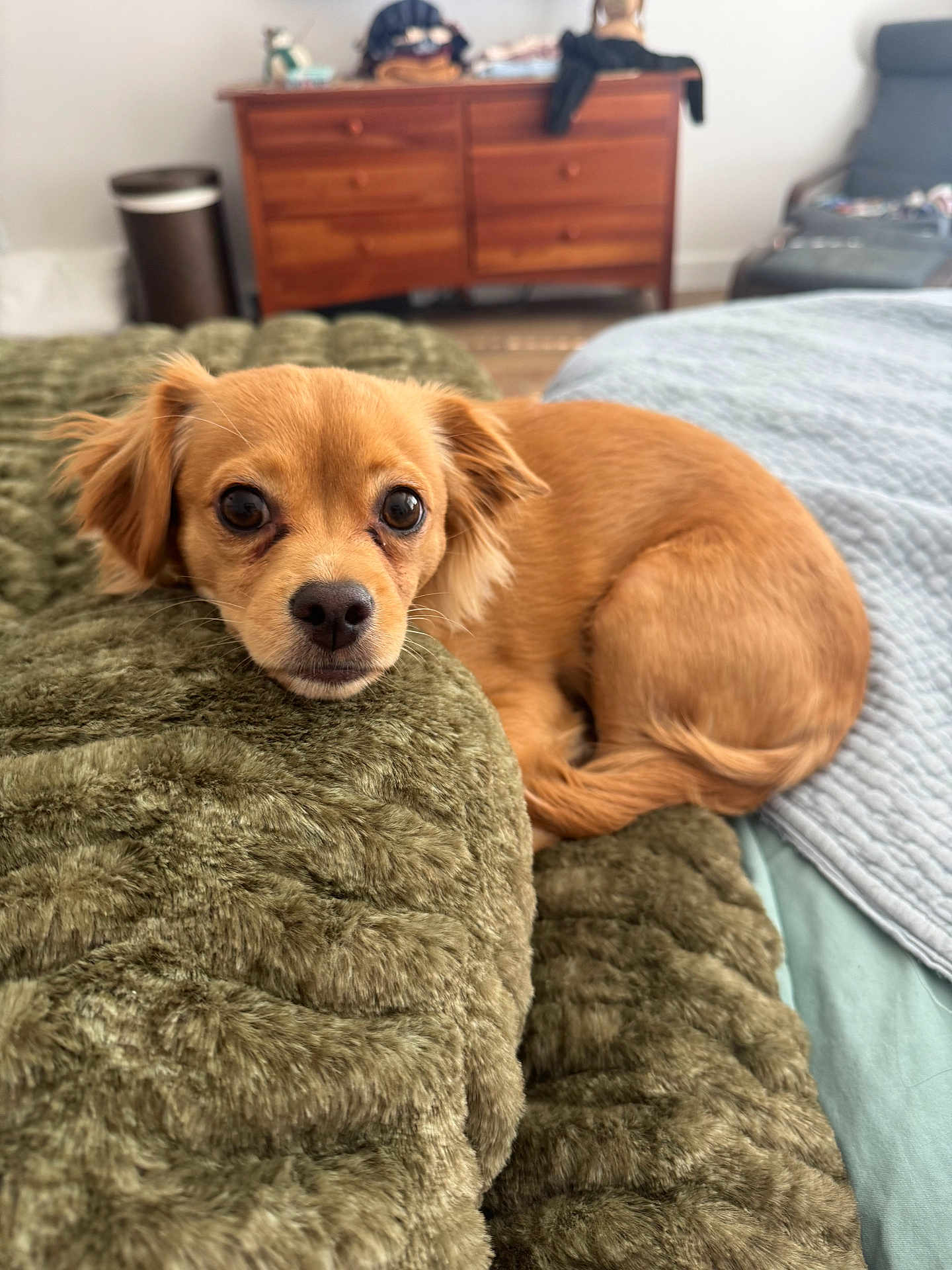 Penny is registered to the contest to win money with this photo: dog, pet, brown_dog, small_dog, blanket, bed, furniture, indoor, cozy, curled_up, looking_at_camera, fur, ears, snout, tail, wooden_dresser, home, comfort, relaxed, cute