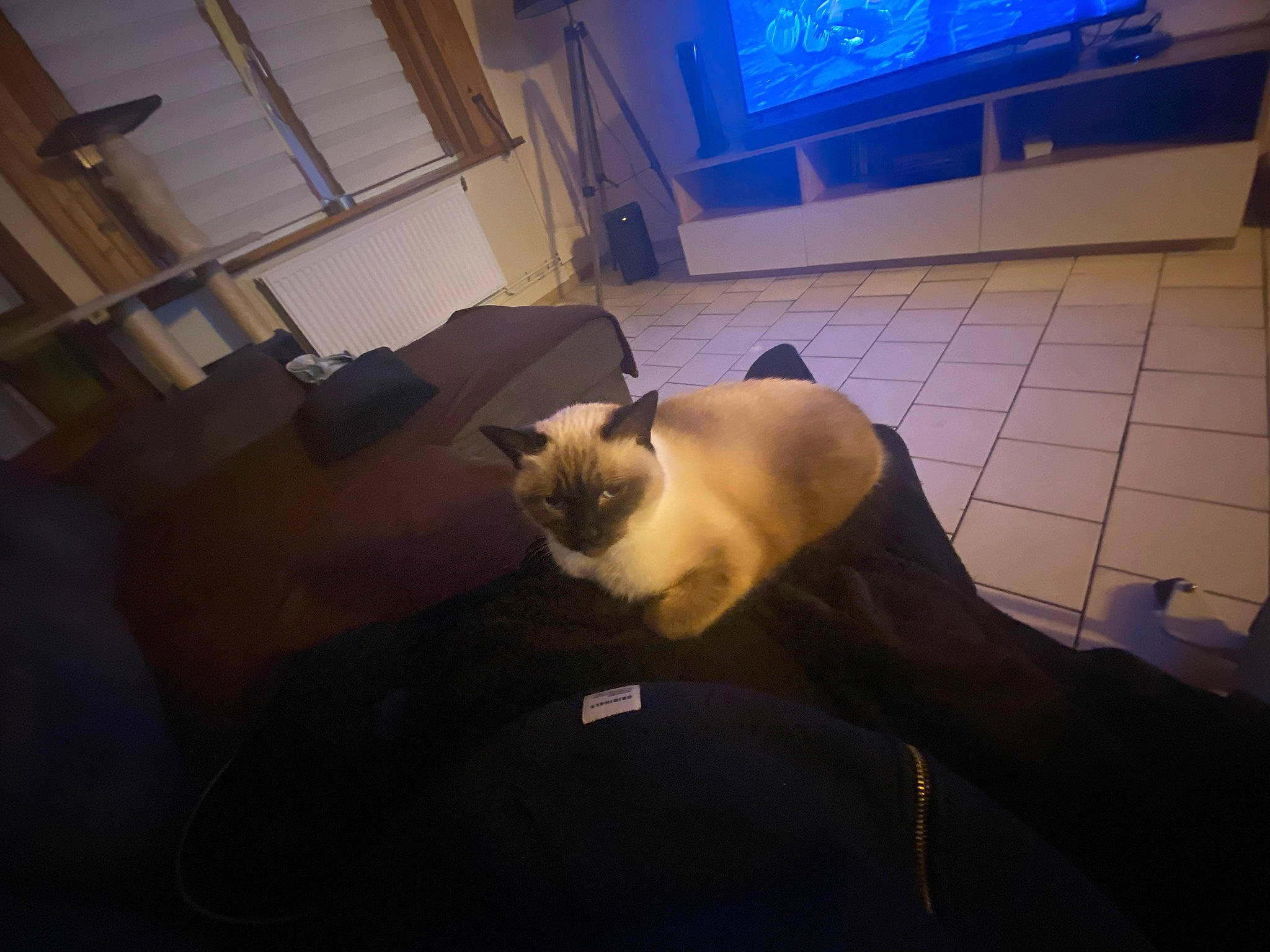 Iris participe au concours pour gagner de l'argent avec cette photo : carnivore, cat, comfort, companion_dog, couch, curtain, felidae, floor, flooring, fur, hardwood, interior_design, lighting, musical_instrument, room, small_to_medium_sized_cats, tail, television, whiskers, wood