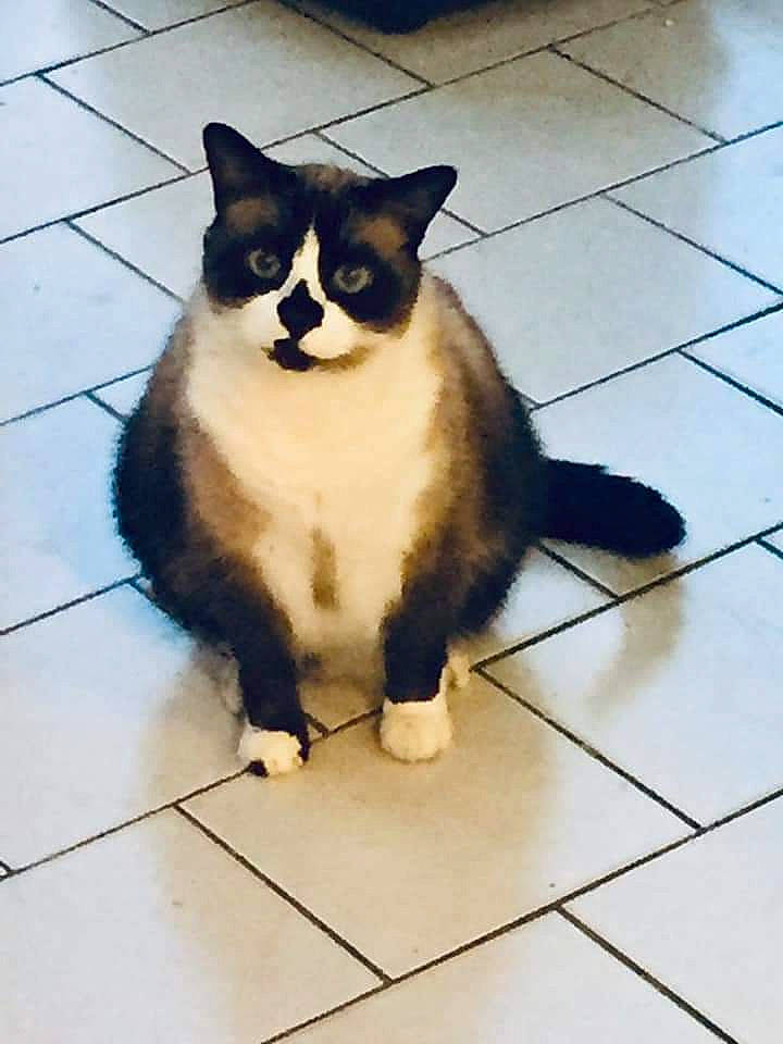 Chopin participe au concours pour gagner de l'argent avec cette photo : carnivore, cat, domestic_short_haired_cat, eye, felidae, floor, flooring, foot, fur, human_leg, leg, paw, road_surface, small_to_medium_sized_cats, snout, tail, tile_flooring, whiskers, window, wood