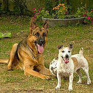 Hercule participe au concours pour gagner de l'argent avec cette photo :