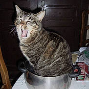 Picsou a rejoint le concours — aidez-le/la à gagner de superbes lots !