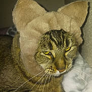 Kim Cece Daisy is registered to the contest to win money with this photo: animal, annoyed, bed, blanket, cat, close_up, costume, ears, feline, fur, headwear, indoor, pet, plush, portrait, sleepy, tabby_cat, wall, whiskers, yellow_eyes