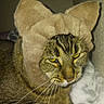animal, annoyed, bed, blanket, cat, close_up, costume, ears, feline, fur, headwear, indoor, pet, plush, portrait, sleepy, tabby_cat, wall, whiskers, yellow_eyes