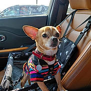 Pepe is registered to the contest to win money with this photo: alert, animal, car, car_seat, chihuahua, clothing, collar, cute, dog, dog_seat, interior, leather_seat, paw_print, pet, seatbelt, small_dog, striped_shirt, sunlight, vehicle, window