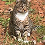 cat, tabby_cat, tabby, feline, animal, outdoor, grass, dirt, whiskers, paws, sitting, ears, eyes, white_chest, stripes, nature, portrait, backyard, ground, relaxed