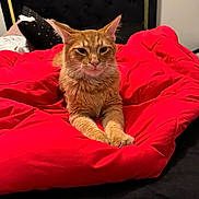 Mufasa is registered to the contest to win money with this photo: cat, orange_cat, tabby, pet, bed, blanket, red_blanket, feline, indoor, resting, paws, fur, ears, whiskers, headboard, black, gold, cozy, animal, portrait