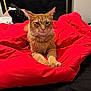 cat, orange_cat, tabby, pet, bed, blanket, red_blanket, feline, indoor, resting, paws, fur, ears, whiskers, headboard, black, gold, cozy, animal, portrait