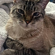 Winston is registered to the contest to win money with this photo: cat, tabby, close_up, fluffy_blanket, relaxed, paws, indoor, pet, sleepy, feline, whiskers, ears, face, fur, cozy, resting, cute, animal, mammal, domestic