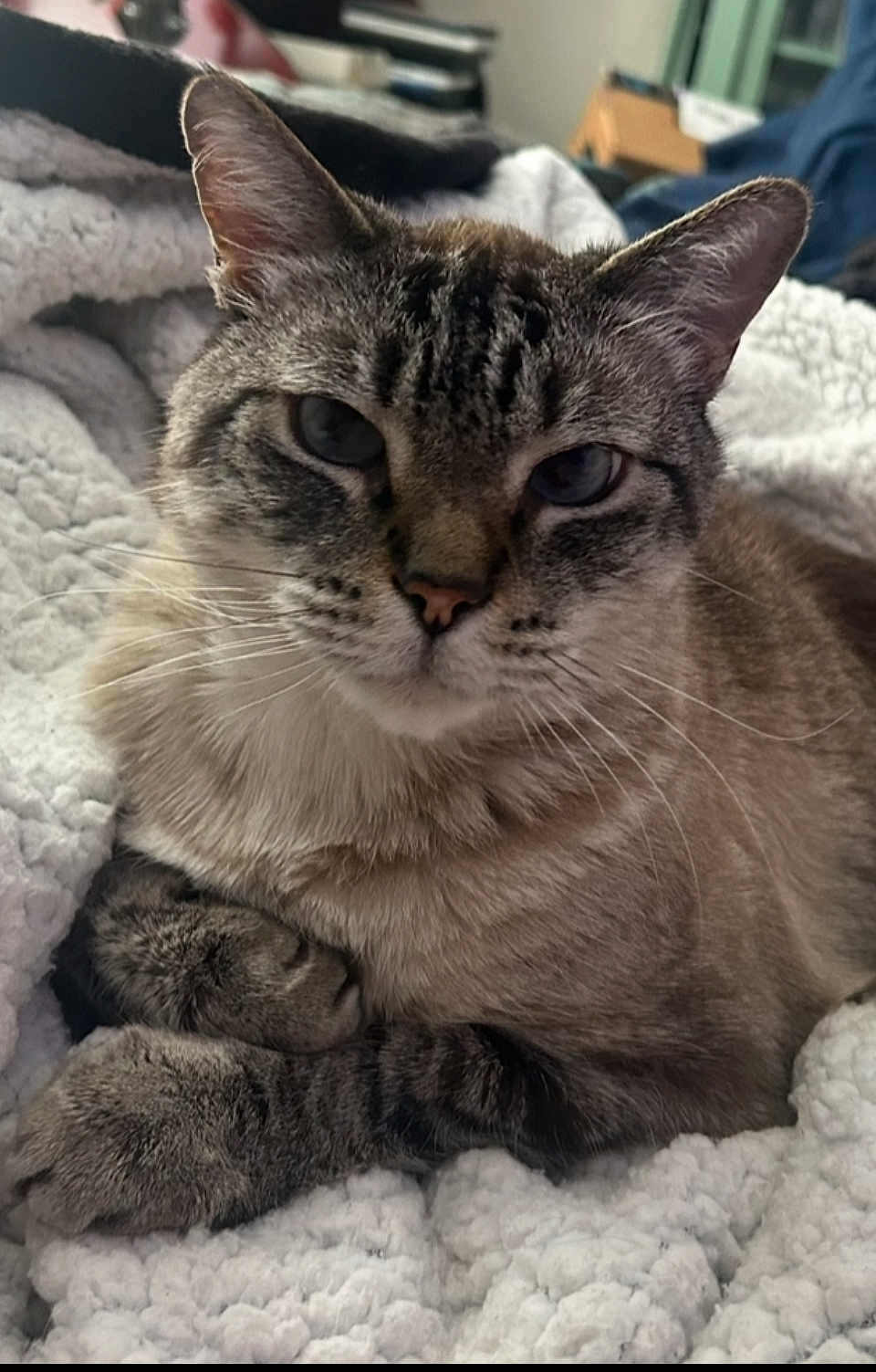 Winston is registered to the contest to win money with this photo: cat, tabby, close_up, fluffy_blanket, relaxed, paws, indoor, pet, sleepy, feline, whiskers, ears, face, fur, cozy, resting, cute, animal, mammal, domestic