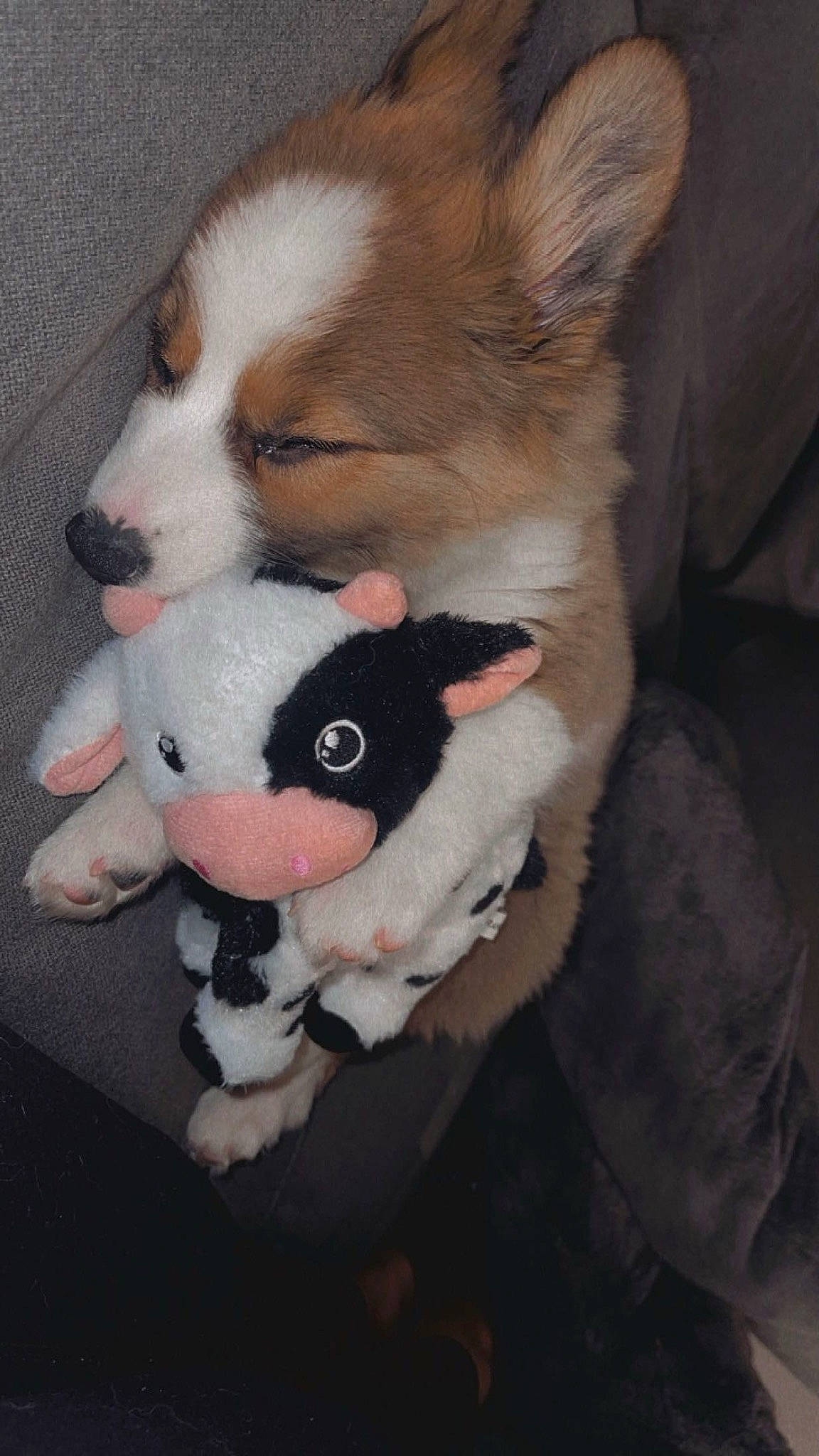 Ottis is registered to the contest to win money with this photo: canidae, carmine, carnivore, comfort, companion_dog, corgi_chihuahua, dog, dog_breed, dog_supply, fawn, fur, non_sporting_group, snout, sporting_group, stuffed_toy, tail, toy, toy_dog, whiskers, working_animal