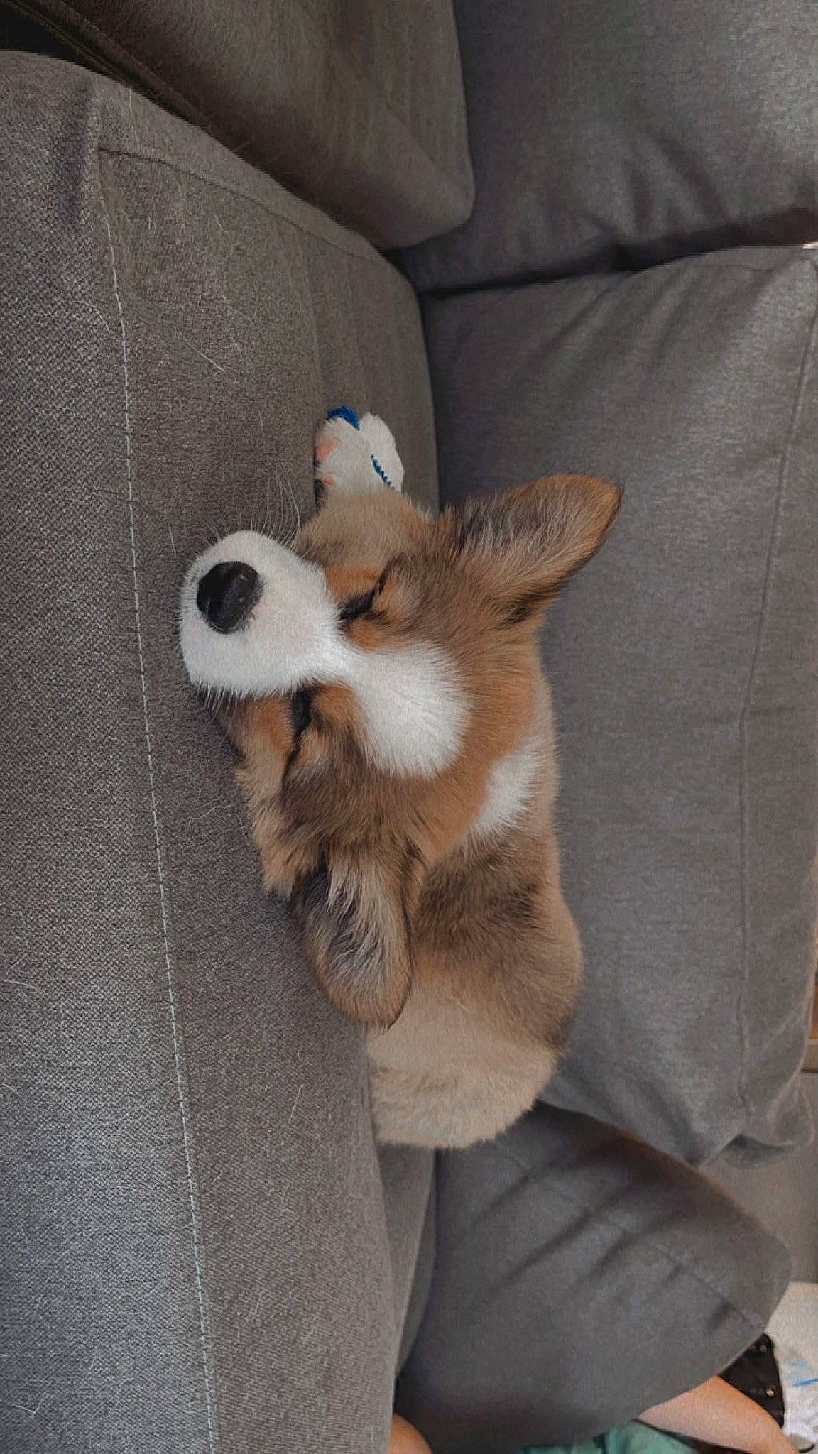 Ottis joined the competition — help win amazing prizes! canidae, carnivore, claw, comfort, companion_dog, couch, dog, dog_breed, felidae, fur, grey, linens, paw, small_to_medium_sized_cats, sporting_group, tail, toy_dog, whiskers, wood, working_animal