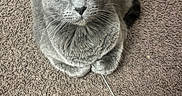 Huckleberry joined the competition — help win amazing prizes! animal, carpet, cat, close-up, curious, cute, domestic, ears, eyes, feline, floor, gray_cat, indoor, pet, playful, sitting, string, toy, whiskers, yo-yo
