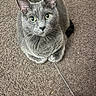 animal, carpet, cat, close-up, curious, cute, domestic, ears, eyes, feline, floor, gray_cat, indoor, pet, playful, sitting, string, toy, whiskers, yo-yo