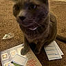 Huckleberry joined the competition — help win amazing prizes! background, blur, brown, carpet, cat, closeup, curious, domestic_animal, feline, floor, game_cards, indoor, paper_sheet, papers, pen, pet, playing, sitting, tabletop_game, writing_instrument
