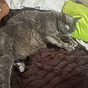 Huckleberry is registered to the contest to win money with this photo: animal, bed, blanket, cat, closeup, comfort, cozy, cute, domestic_cat, feline, fur, gray_fur, indoors, mammal, pet, pillow, relaxing, resting, sleeping, soft_texture