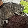 animal, bed, blanket, cat, closeup, comfort, cozy, cute, domestic_cat, feline, fur, gray_fur, indoors, mammal, pet, pillow, relaxing, resting, sleeping, soft_texture