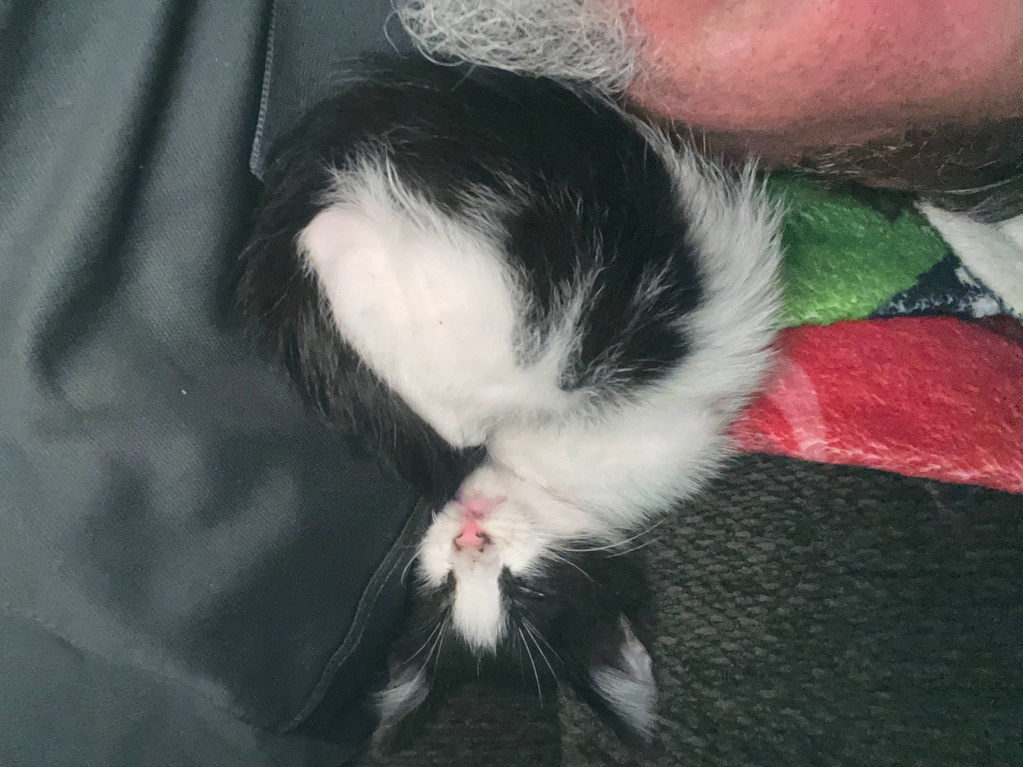 K-von is registered to the contest to win money with this photo: canidae, carmine, carnivore, cat, claw, dog_breed, domestic_short_haired_cat, eye, felidae, foot, fur, human_leg, lap, nap, paw, rodent, small_to_medium_sized_cats, snout, tail, whiskers