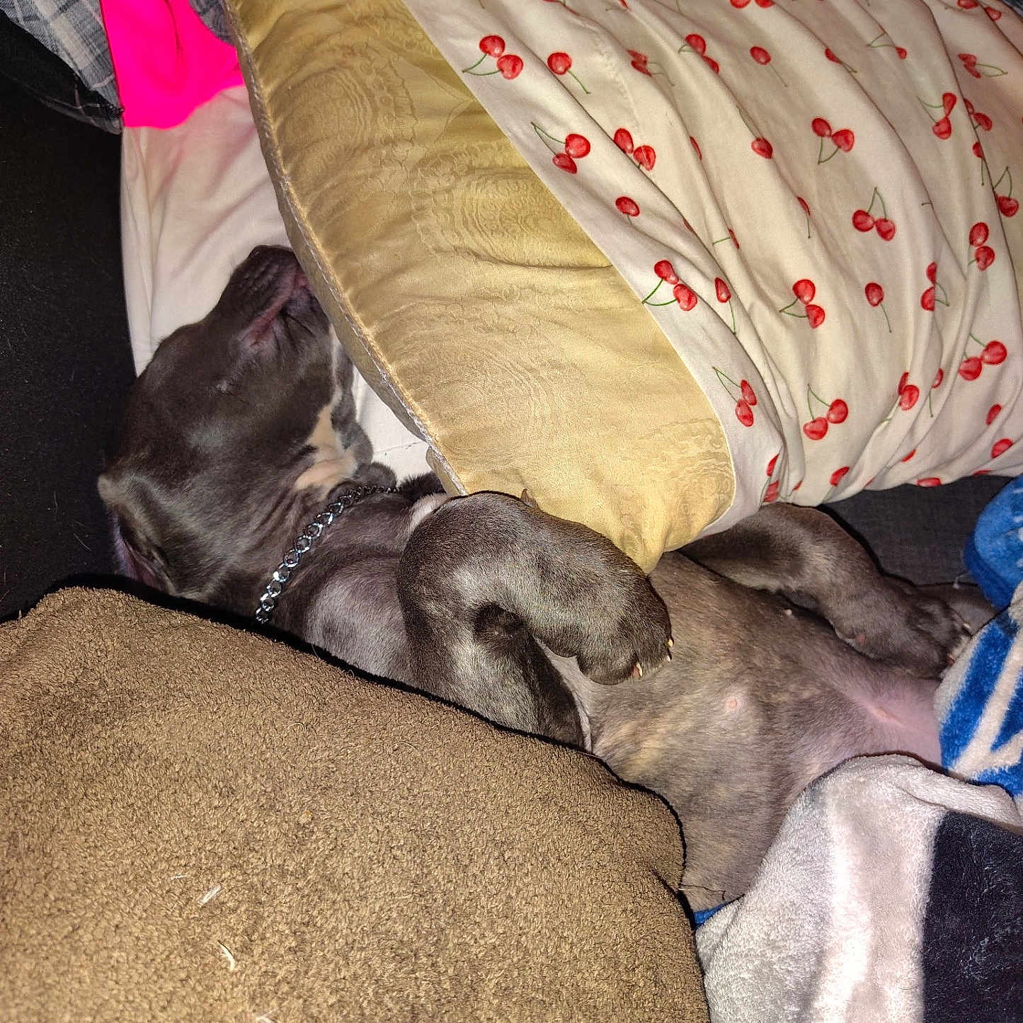 Lola joined the competition — help win amazing prizes! animal, baby, bed, bird, blanket, canine, couch, cushion, dog, furniture, greatdane, homedecor, hound, indoors, linen, person, pet, pillow, puppy, sleeping