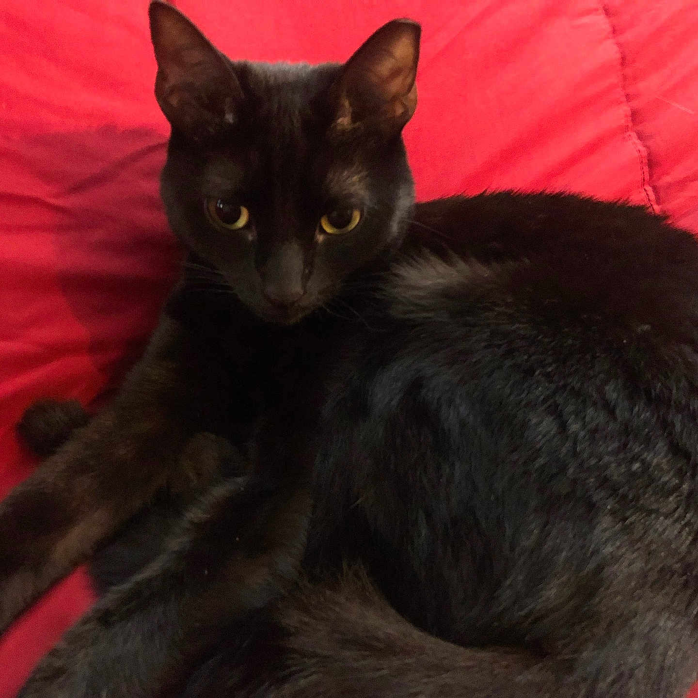 Sasha is registered to the contest to win money with this photo: animal, black_cat, cat, closeup, cushion, cute, domestic_animal, ears, eyes, feline, fur, indoor, paw, pet, red, relaxed, resting, sleepy, soft, whiskers