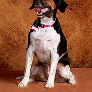 Shana a rejoint le concours — aidez-le/la à gagner de superbes lots ! dog, pet, canine, sitting, collar, tag, tongue_out, happy, studio, portrait, brown_background, black_fur, white_fur, tricolor, paw, ears, animal, cute, domestic_animal, indoor